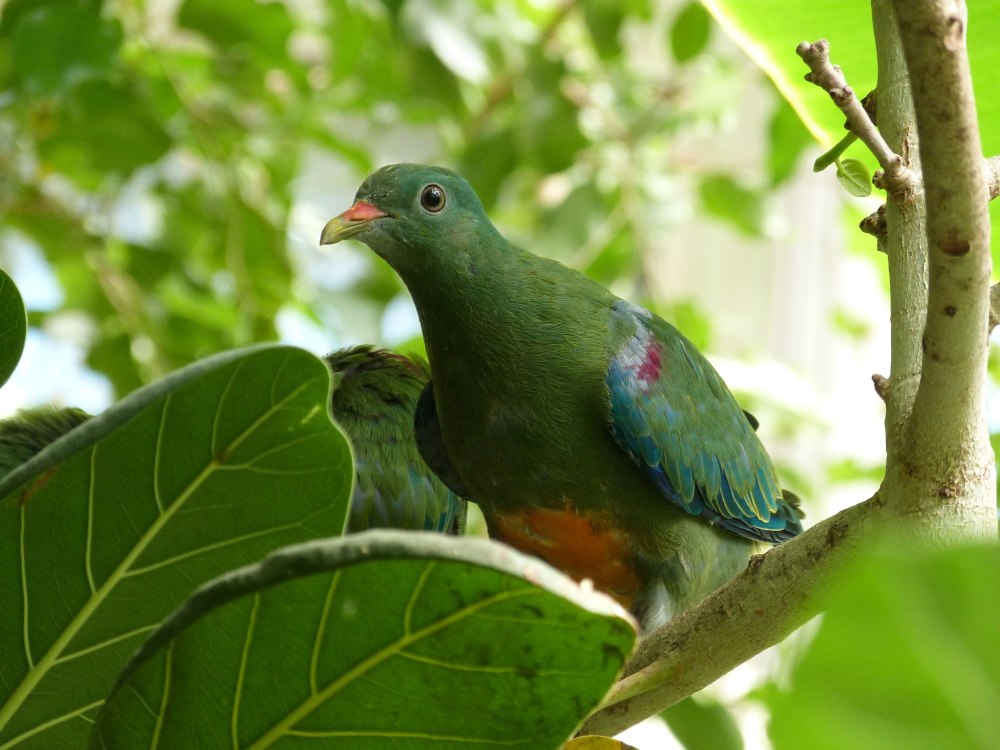 Ptilinopus merrilli