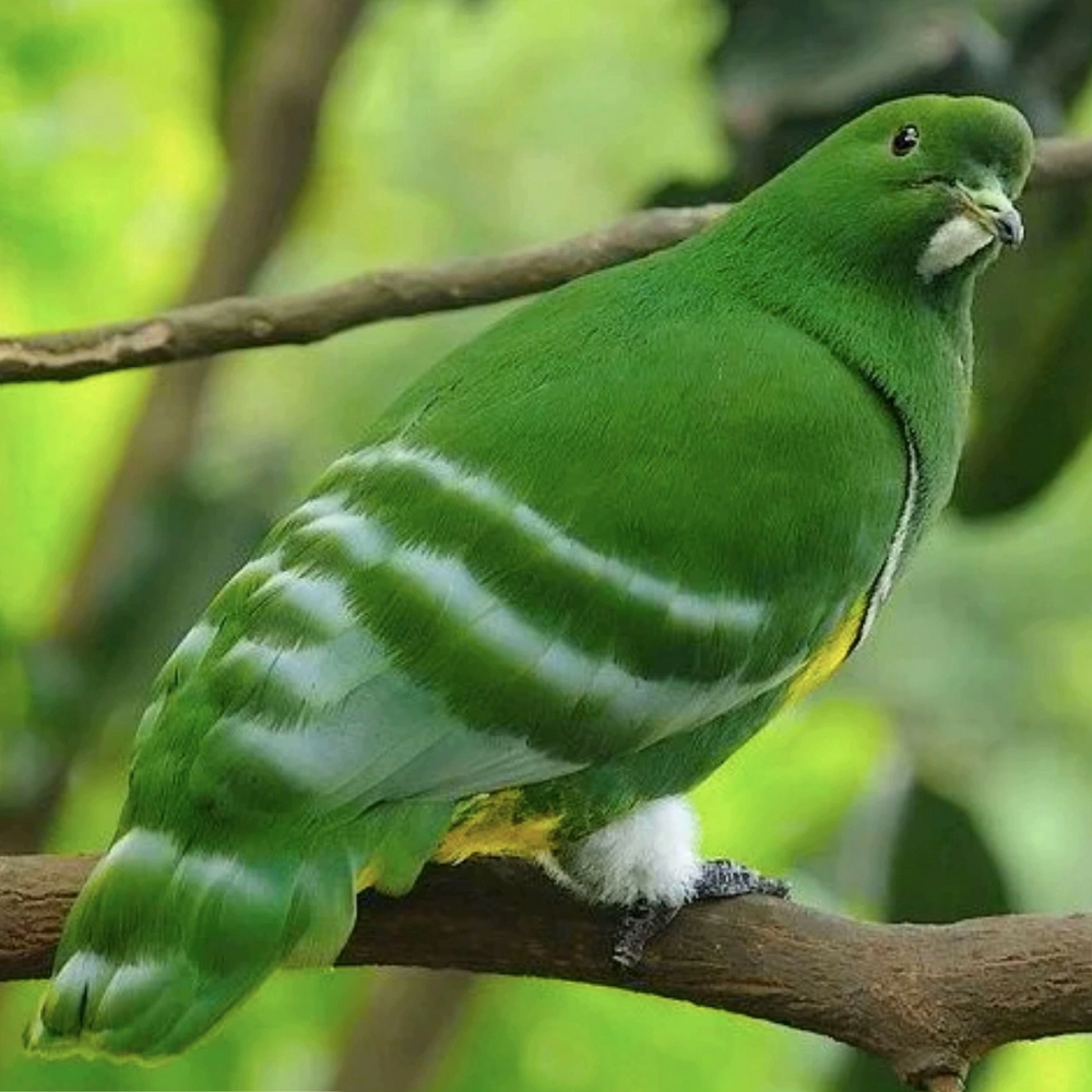 Drepanoptila holosericea