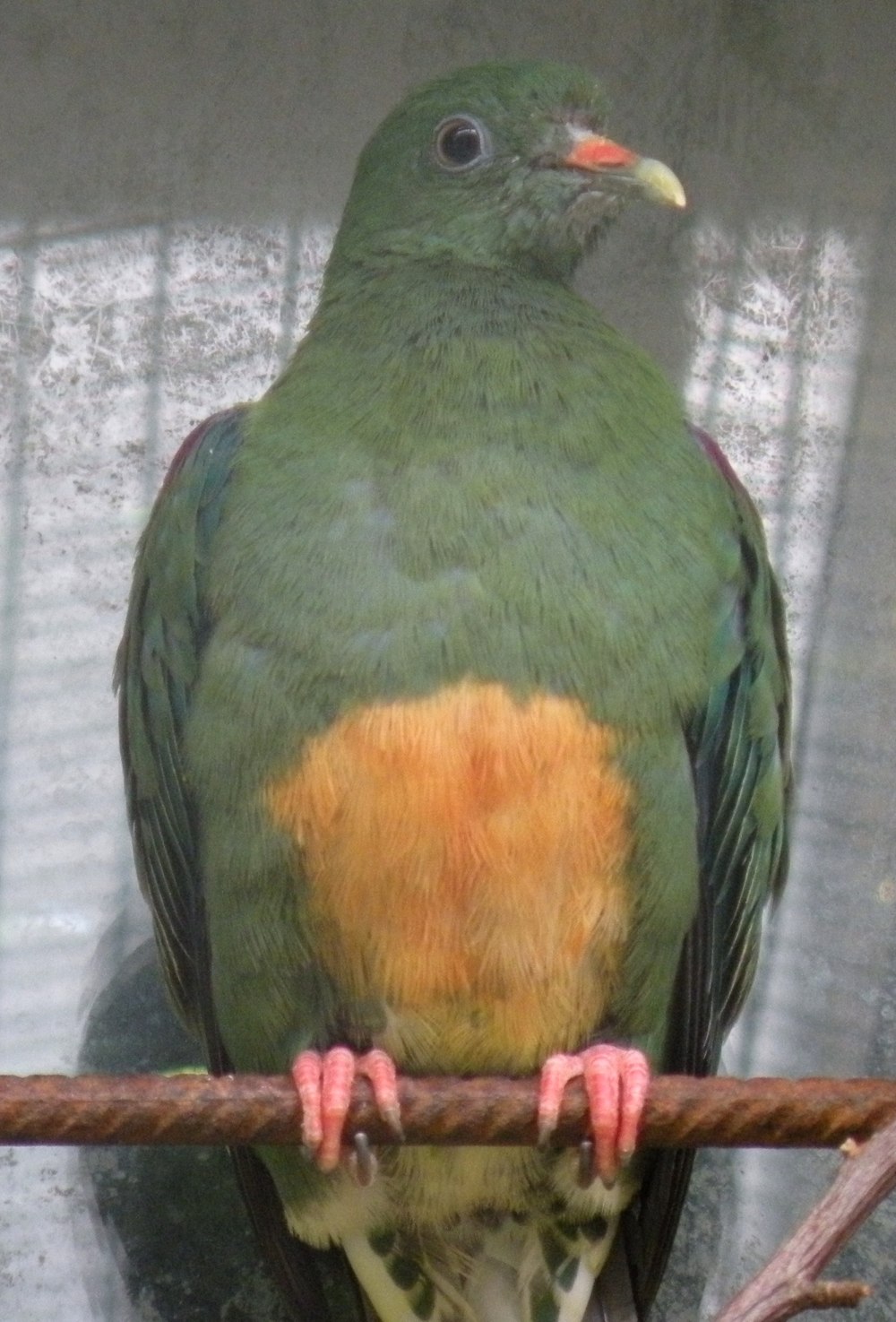 Ptilinopus aurantiifrons