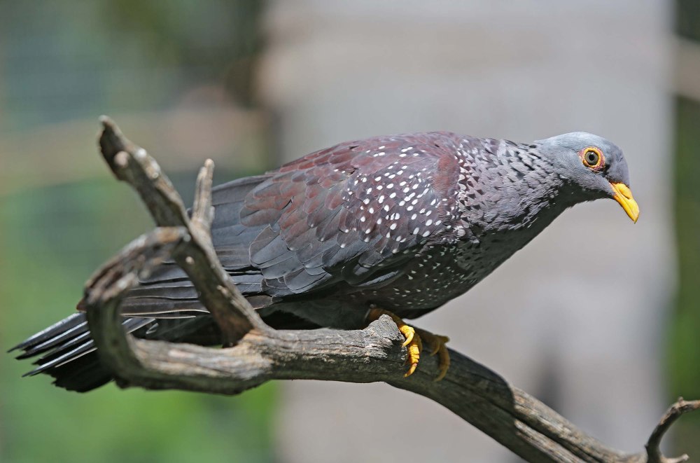 Columba arquatrix