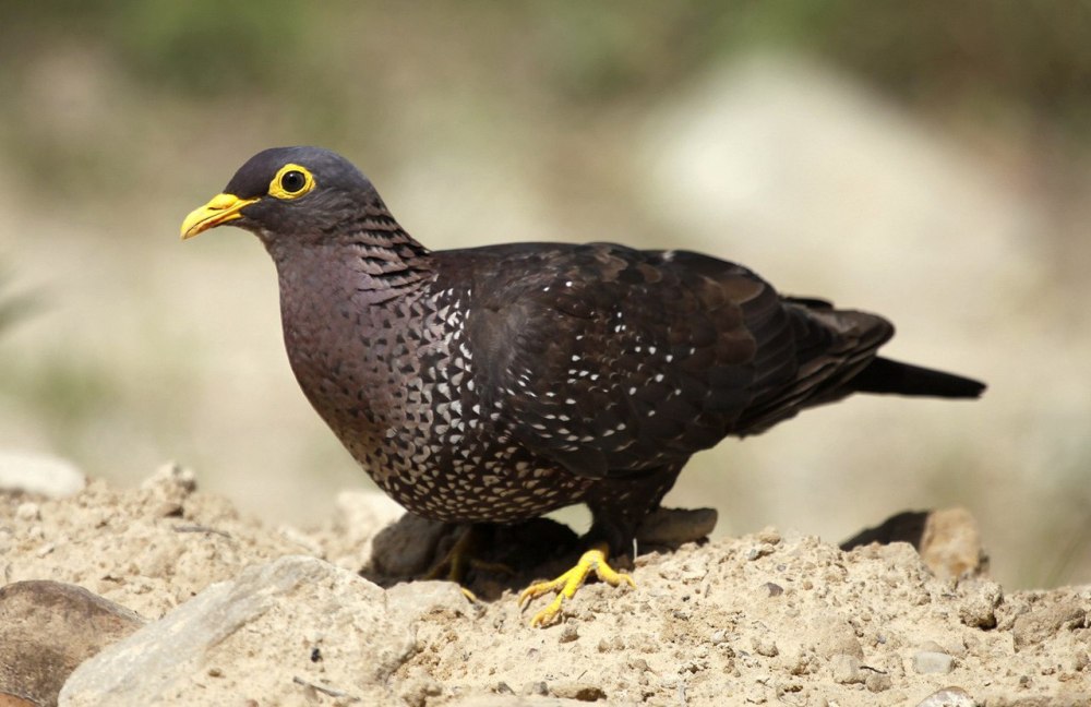 Columba arquatrix