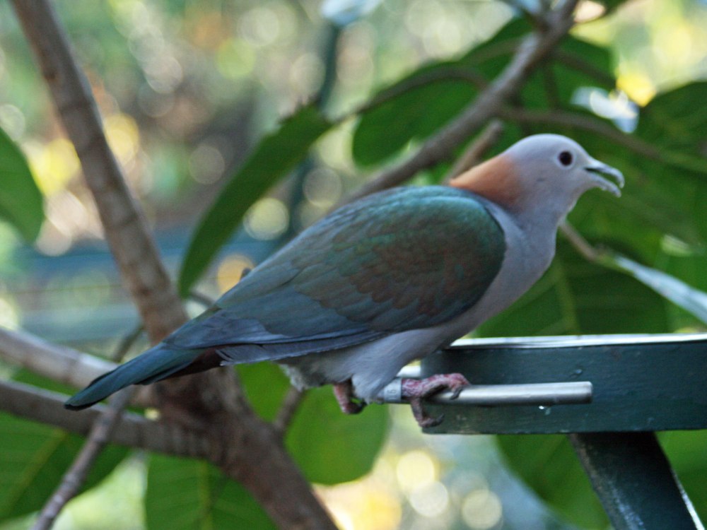 Green Imperial Pigeon