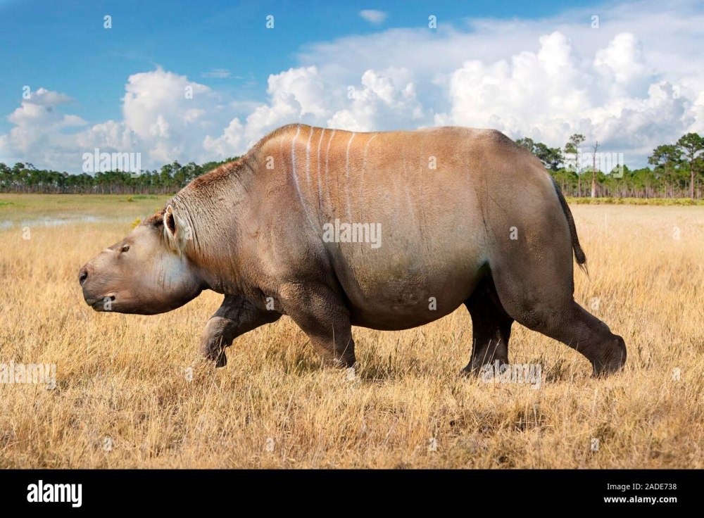 Trigodon gaudryi