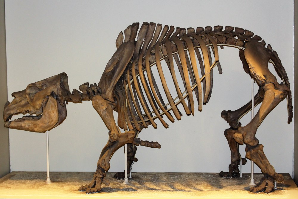 Toxodon platensis