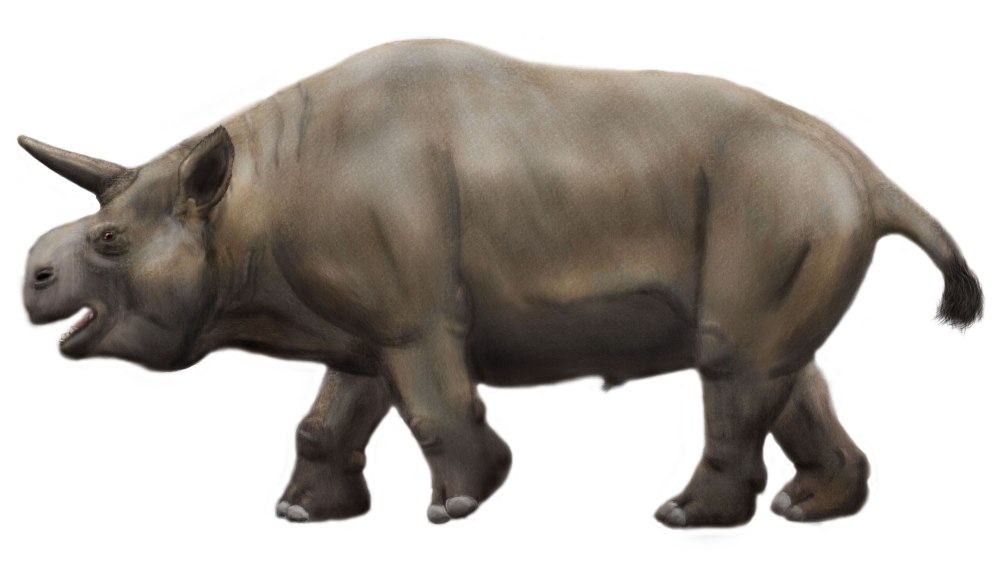 Trigodon gaudryi