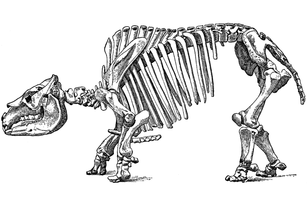 Toxodon darwinii