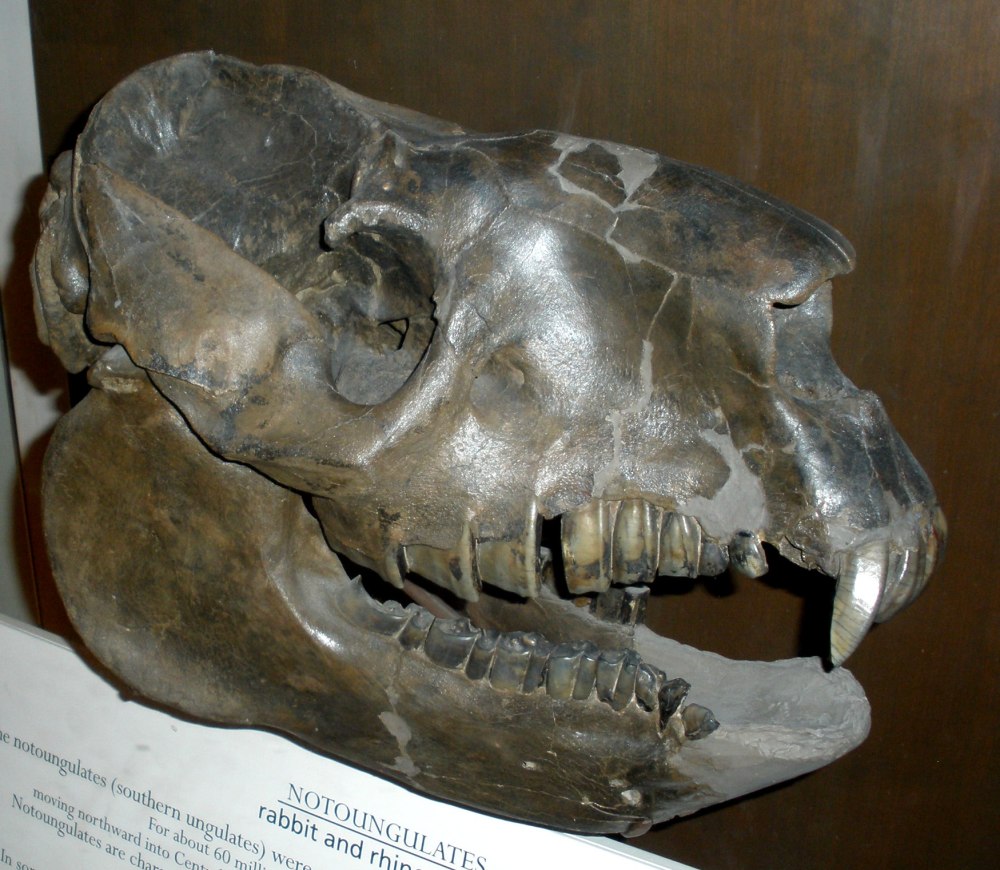 Homalodotherium cunninghami