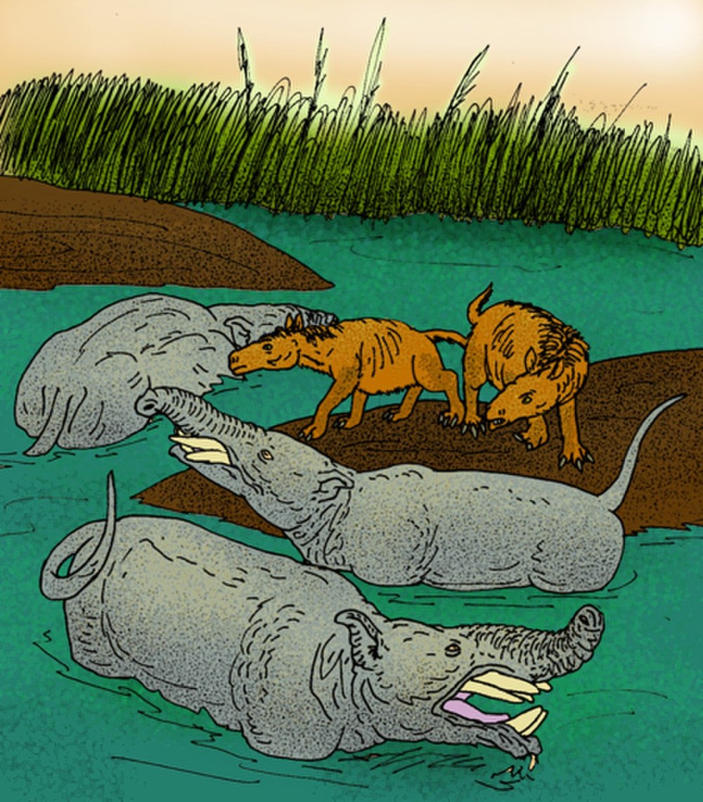 Pyrotherium romeroi