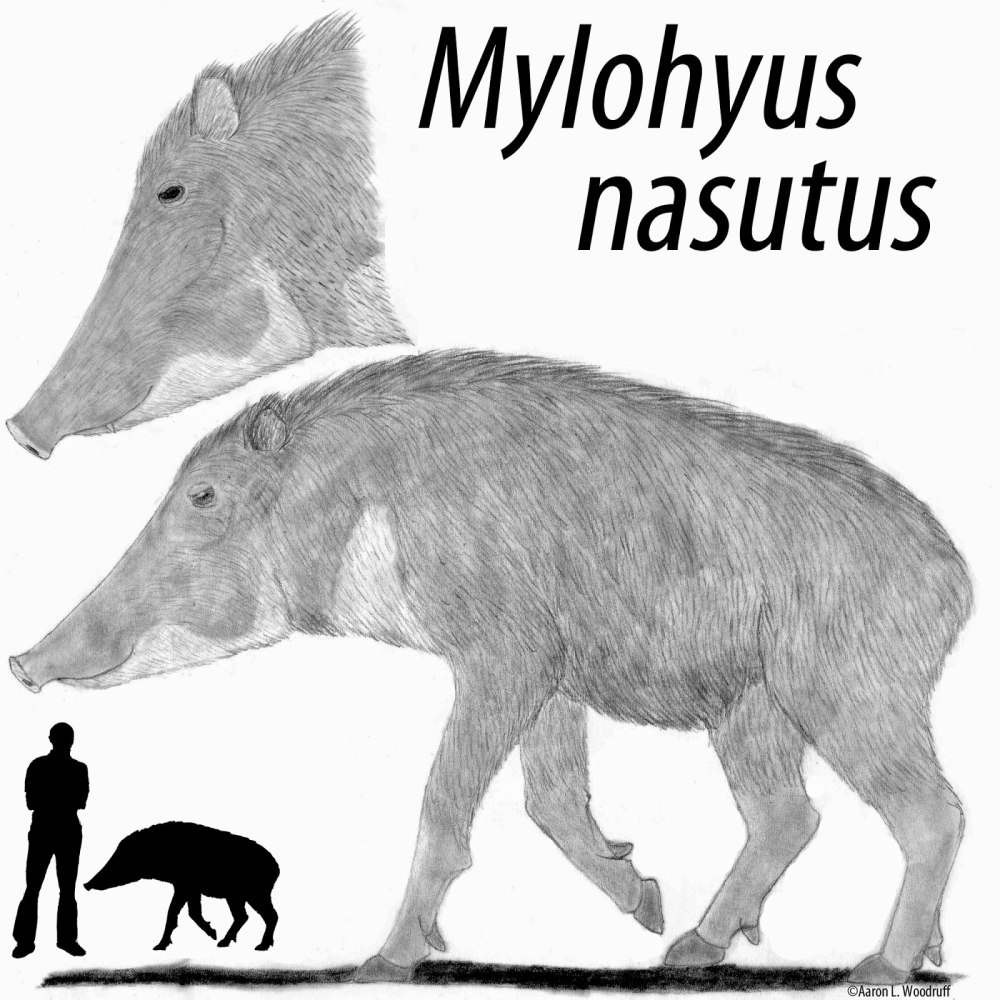 Mylohyus nasutus