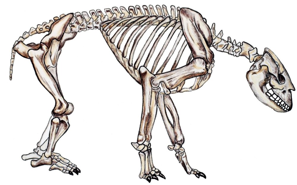 Homalodotherium cunninghami