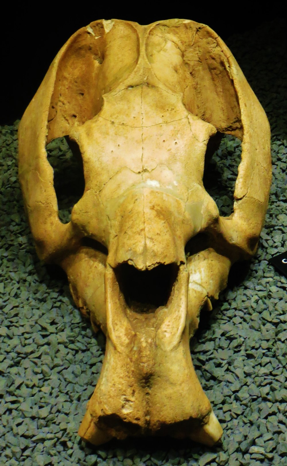 Trigodon gaudryi