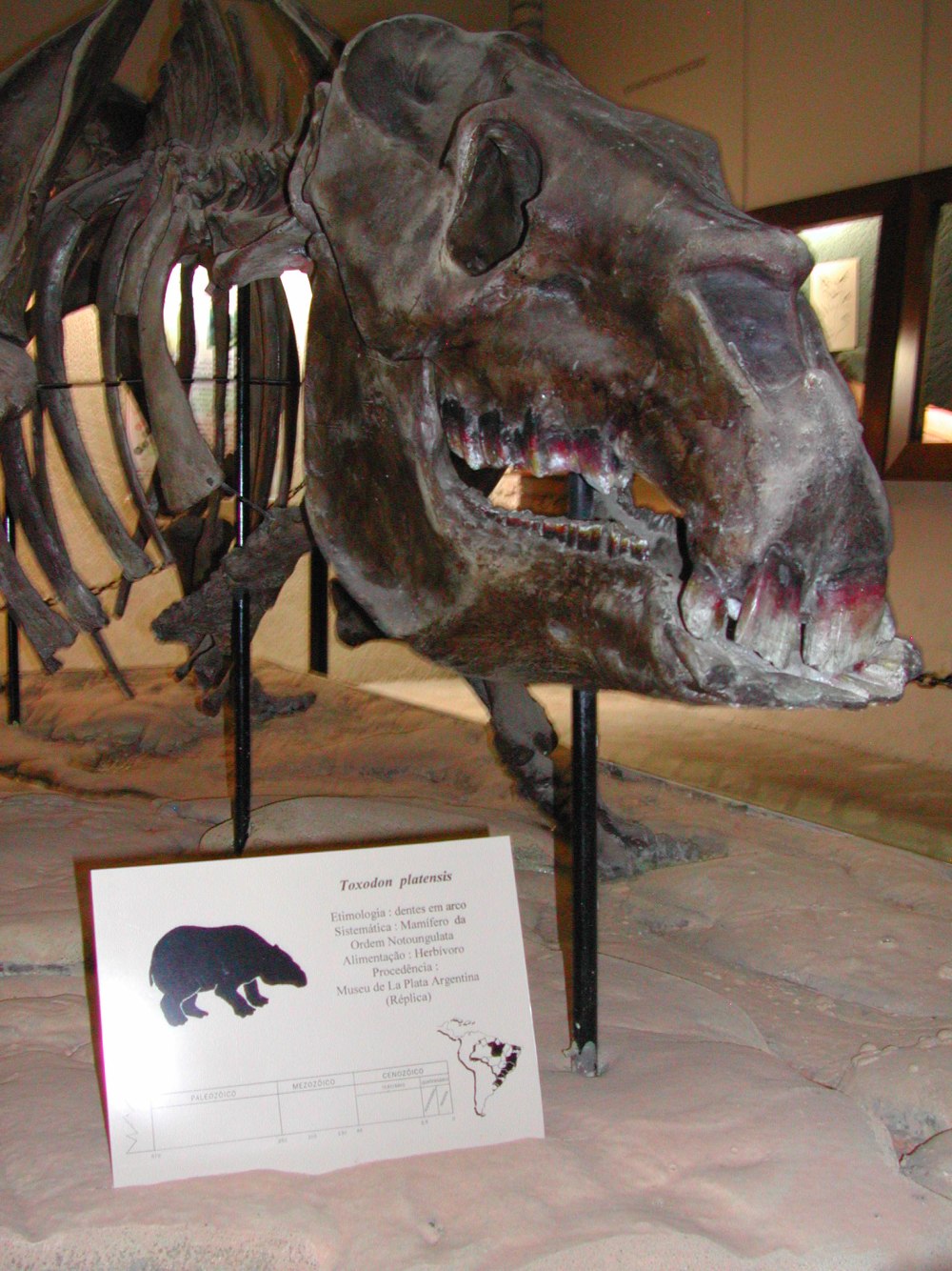 Toxodon platensis
