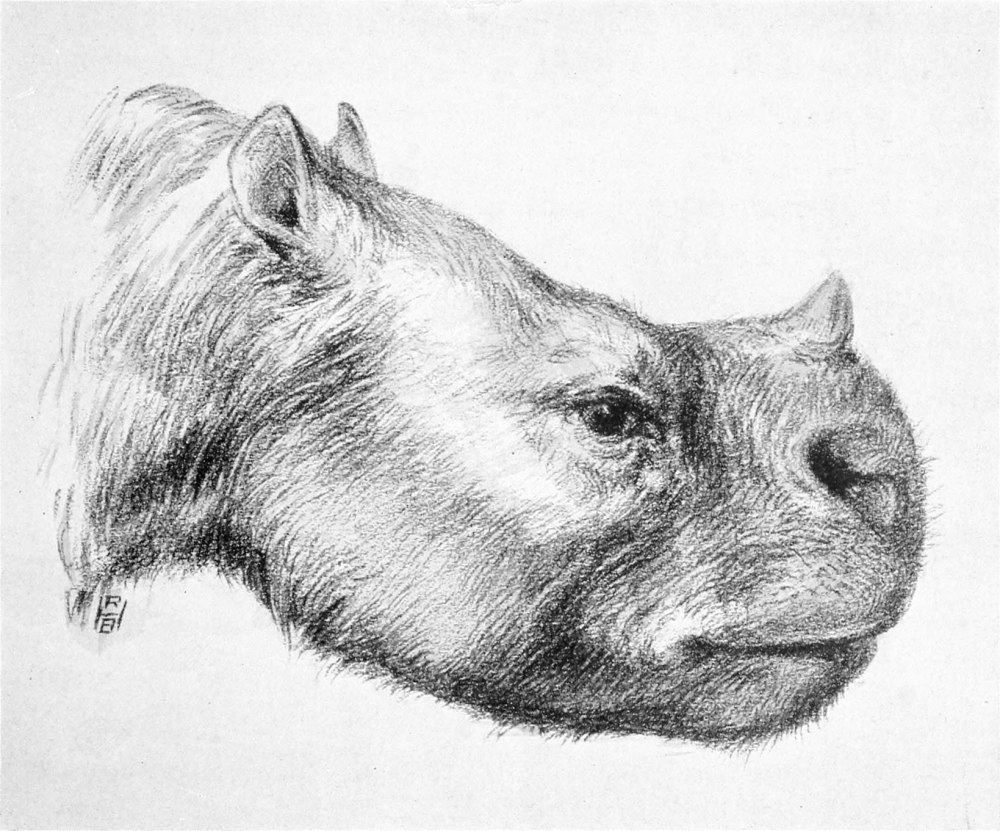 Leontiniidae