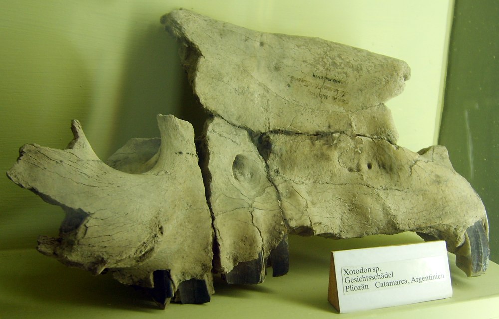 Trigodon gaudryi