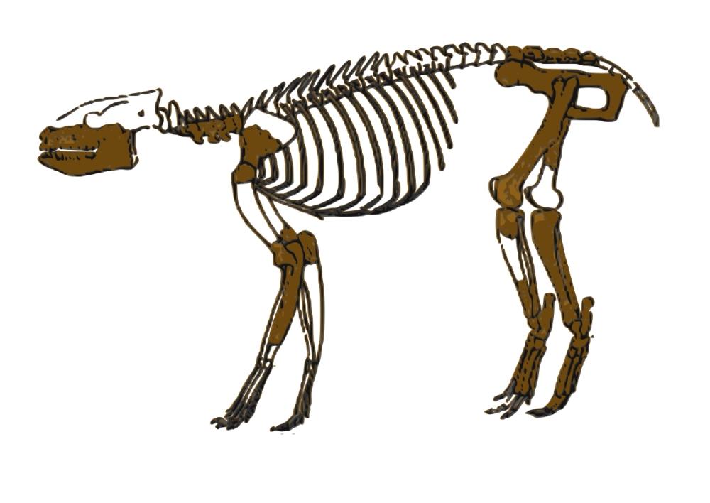 Interatheriidae
