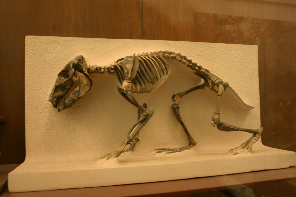 Coelodonta скелет