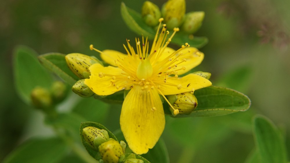 Hypericum х hidcoteense 'Radiance'