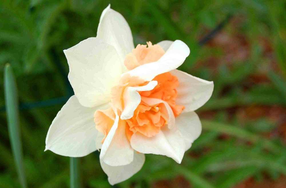 Нарцисс Narcissus replete