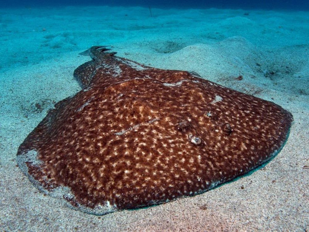 Мраморный электрический Скат Torpedo Marmorata