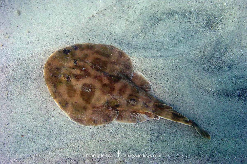 Электрический Скат Морсби