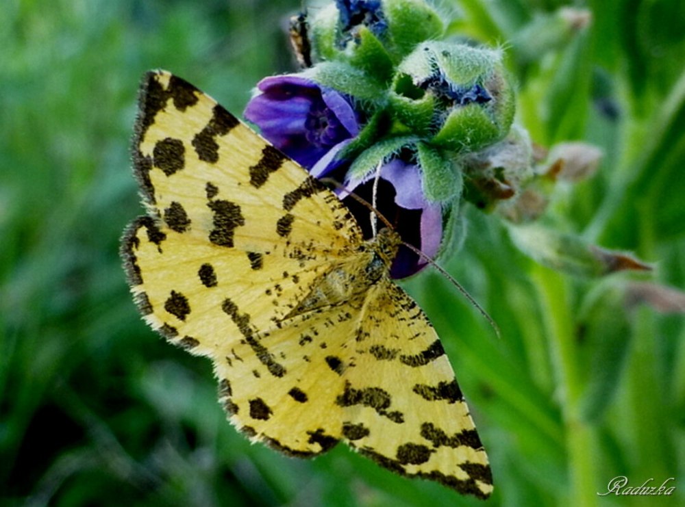Пяденица пятнистая Pseudopanthera macularia