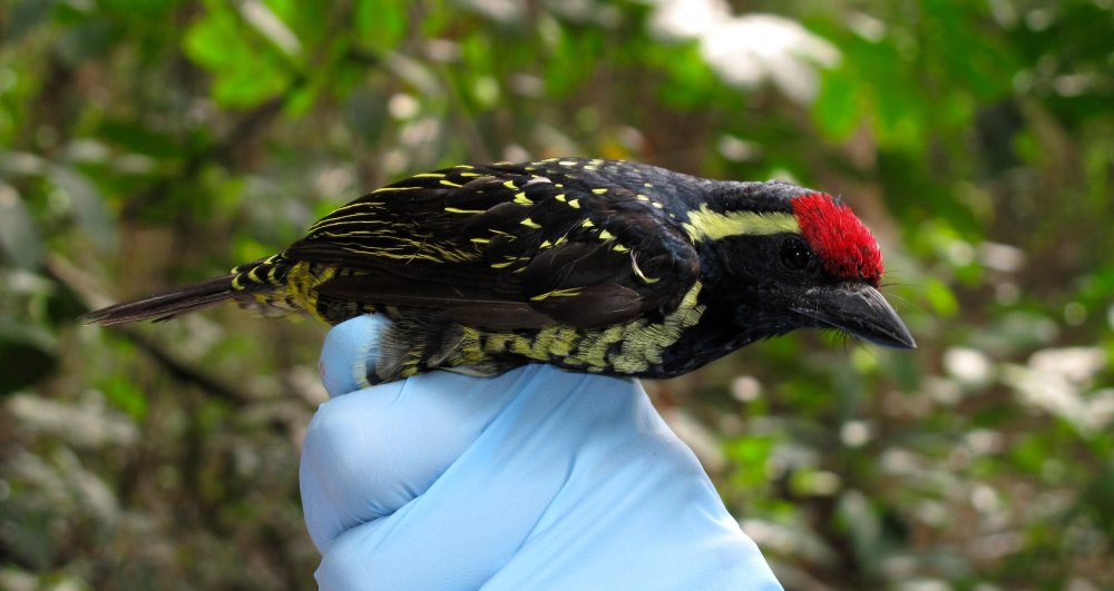 Buccanodon ancheitae