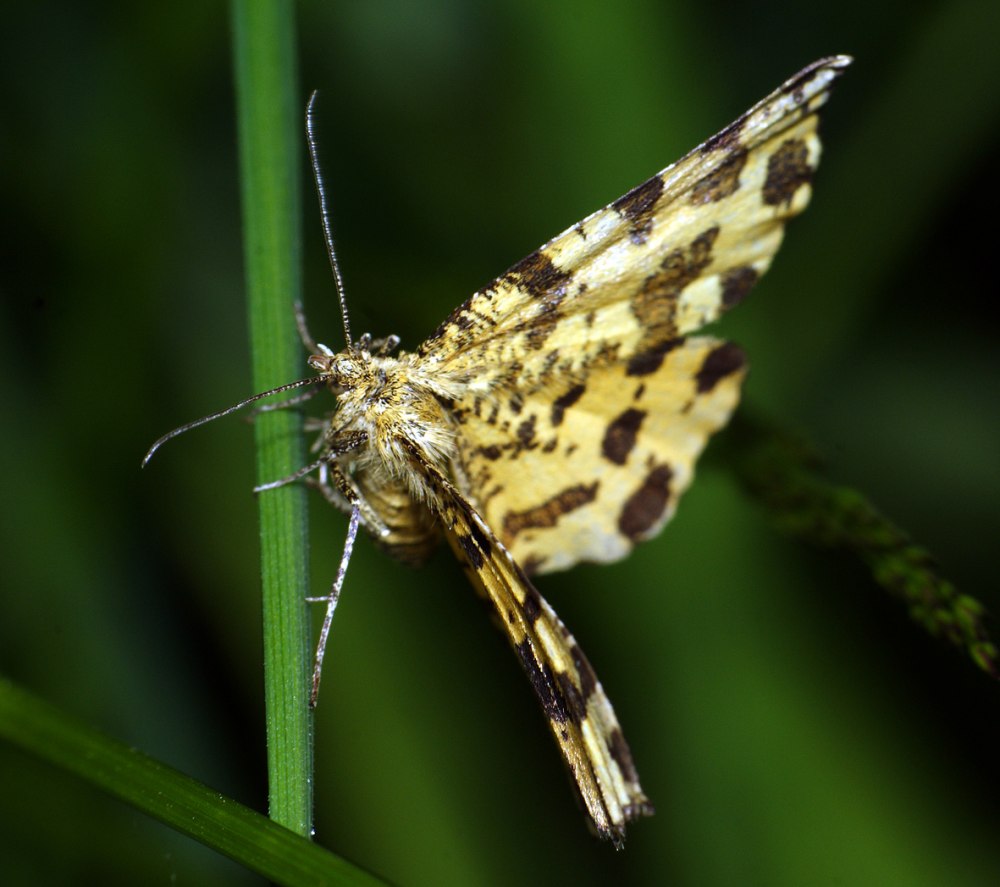 Pseudopanthera macularia