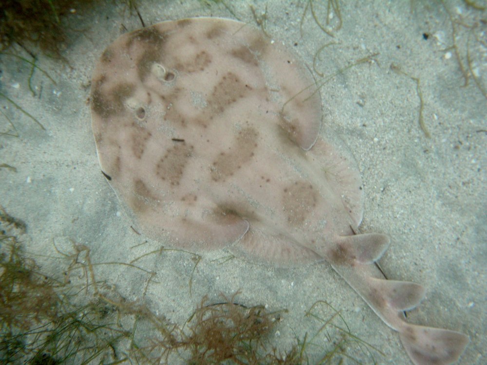 Электрический Скат Морсби