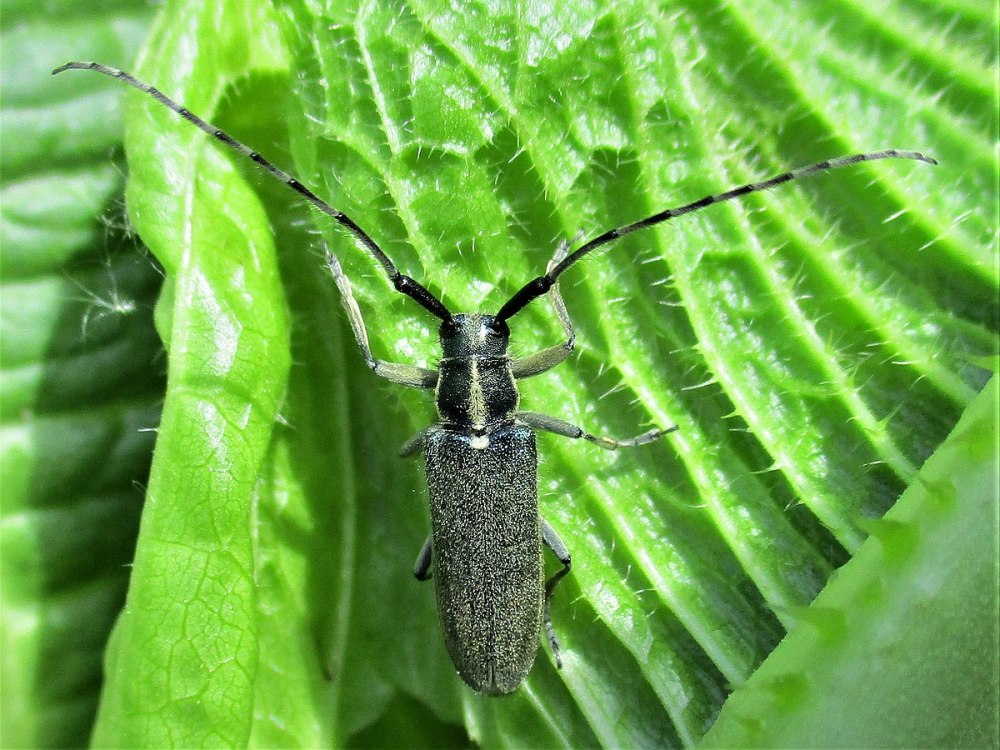 Agapanthia maculicornis