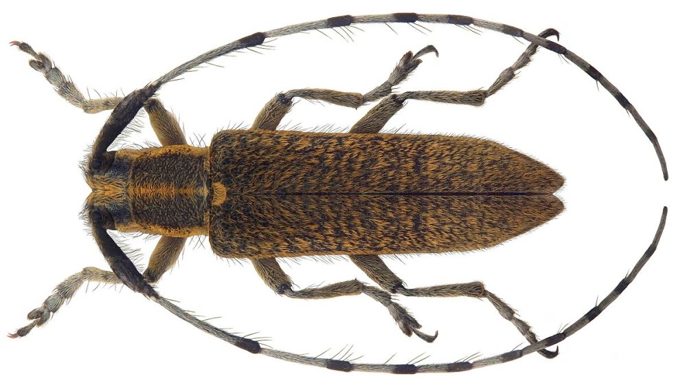 Agapanthia villosoviridescens половой диморфизм