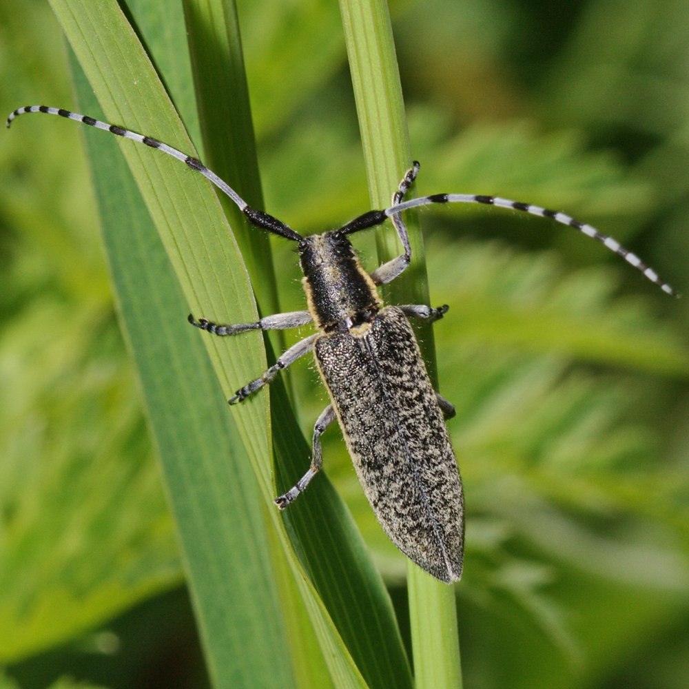 Agapanthia villosoviridescens