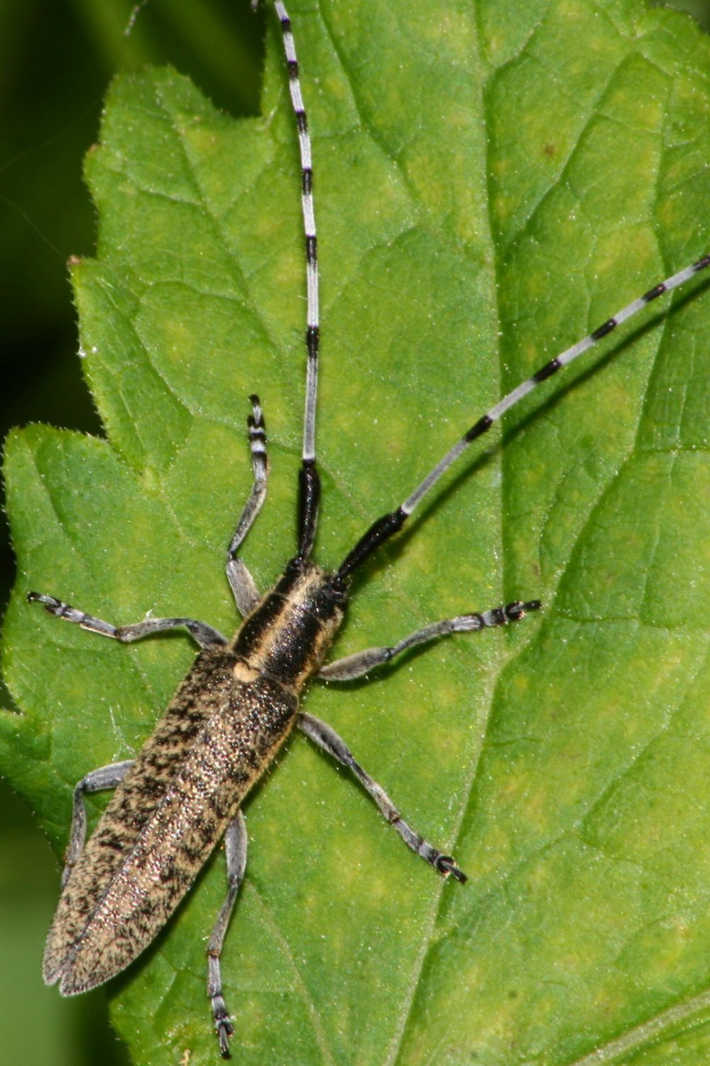 Agapanthia villosoviridescens