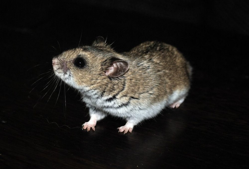 Китайский хомячок (Cricetulus griseus)