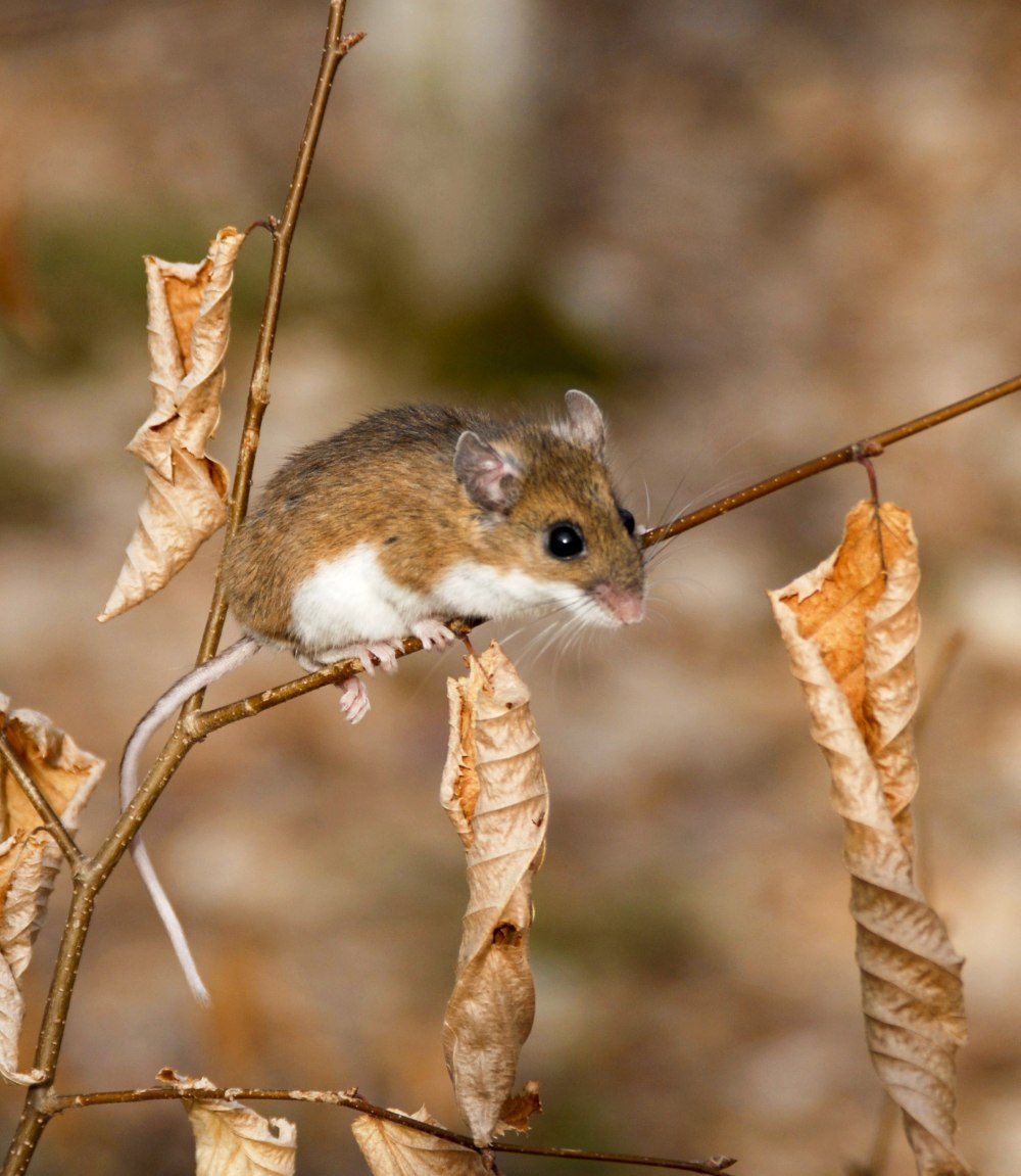 Peromyscus leucopus