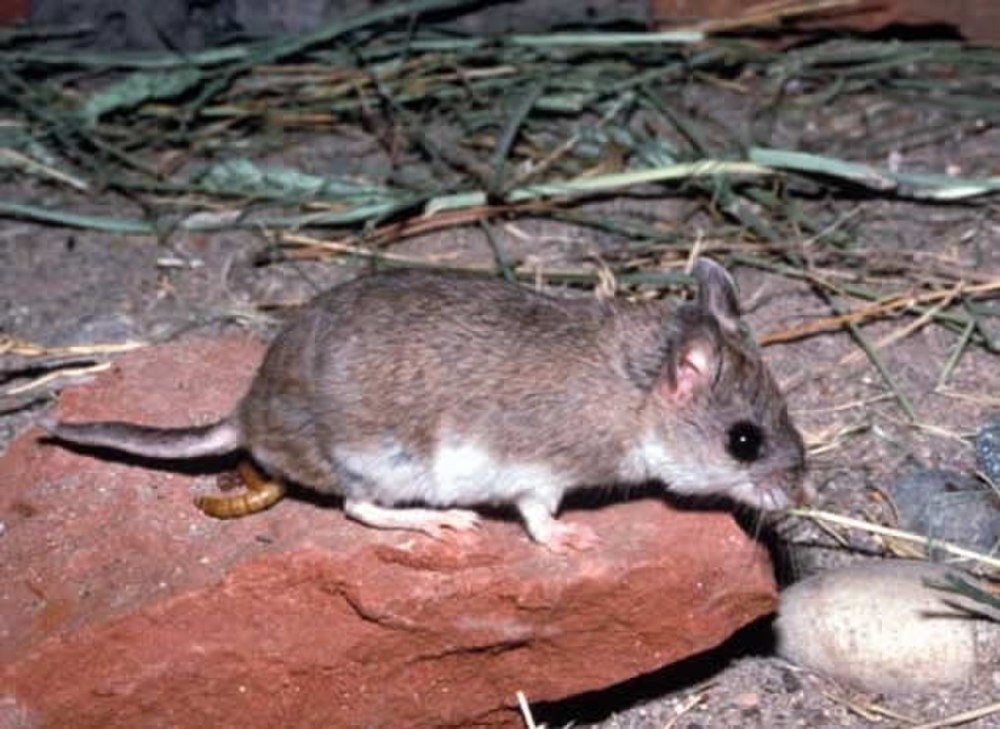 Onychomys torridus