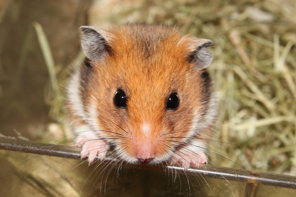 Хомячок сирийский (Mesocricetus auratus) глаза красные
