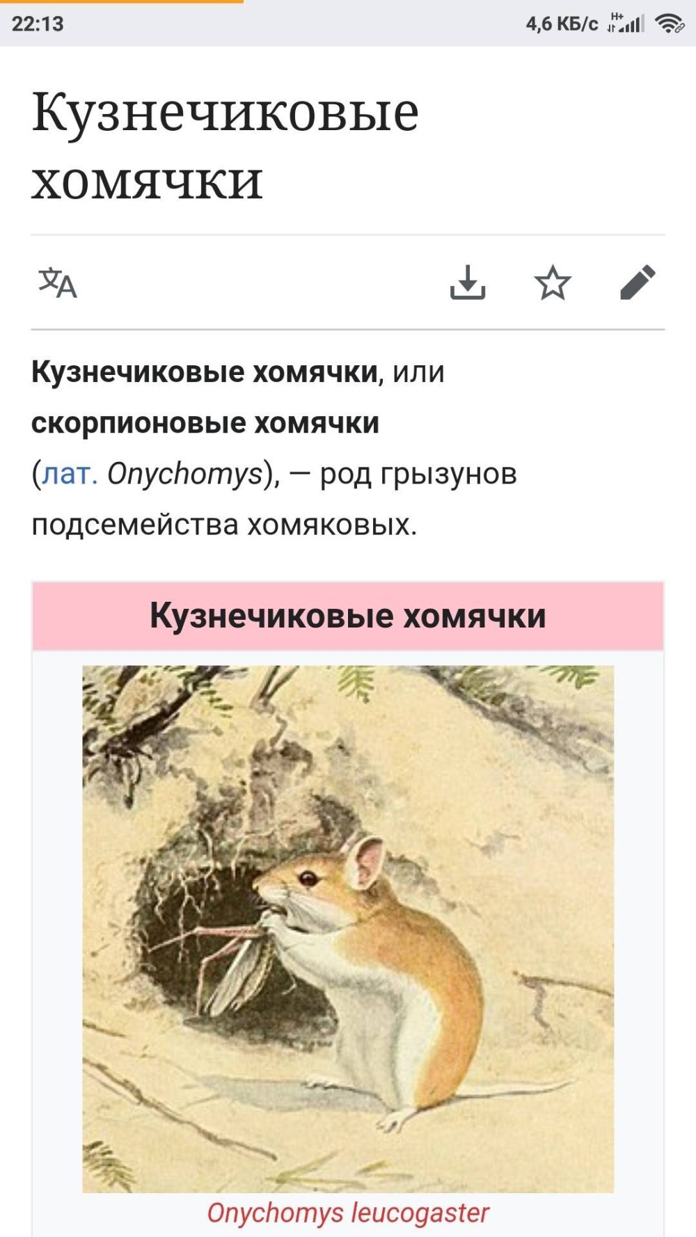 Кузнечиковый хомячок