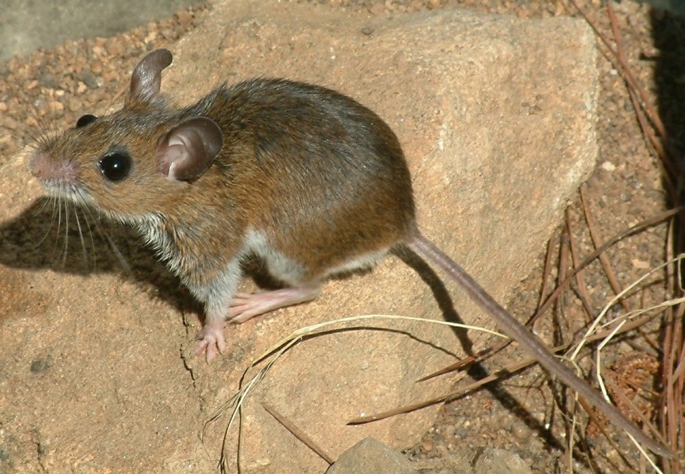 Олений хомячок Peromyscus maniculatus