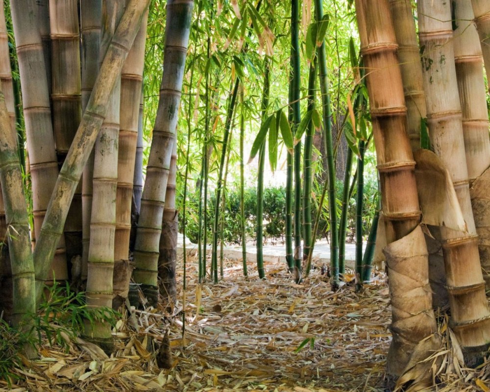 Бамбуковый топаколо