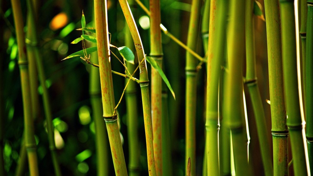 Серебристый бамбук, Bamboo Green, Bambusgruen
