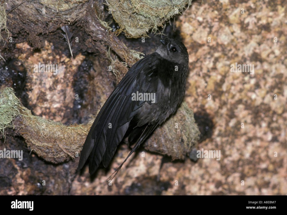 Swiftlet