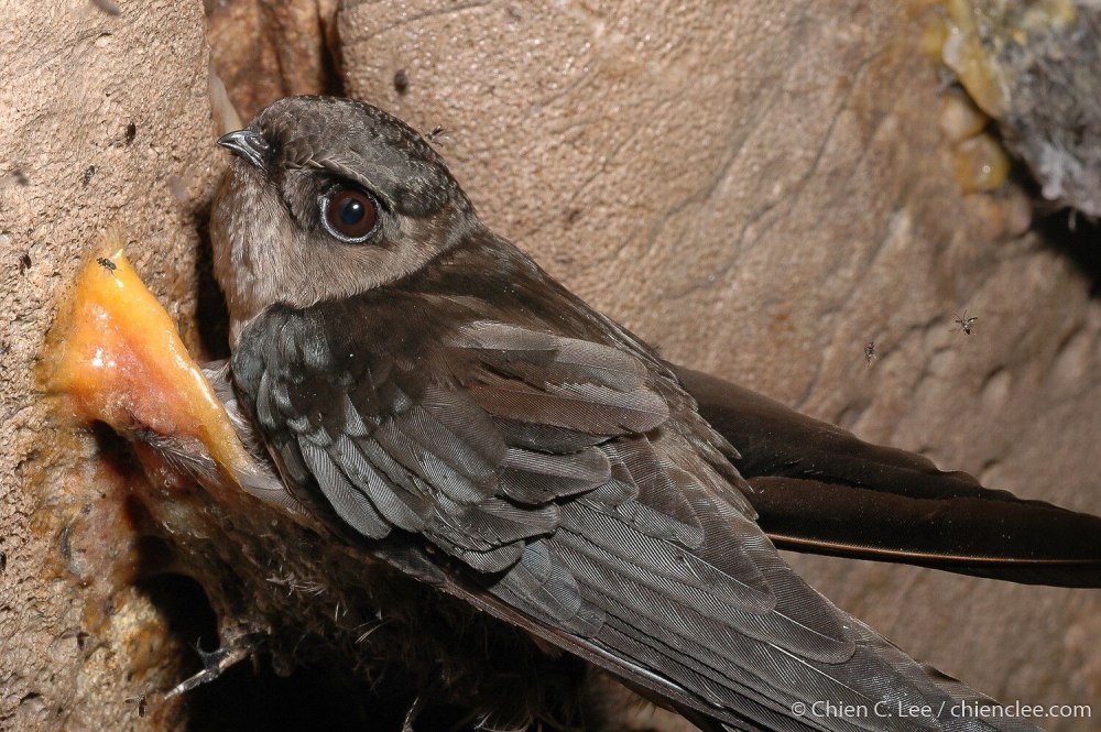 Collocalia Troglodytes — карликовая Салангана