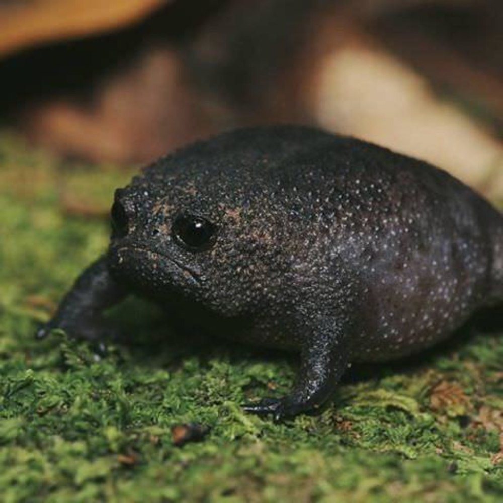 Черная дождевая лягушка breviceps fuscus