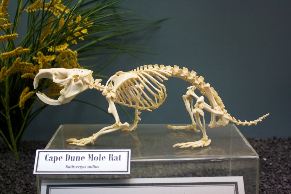 Кости крысы