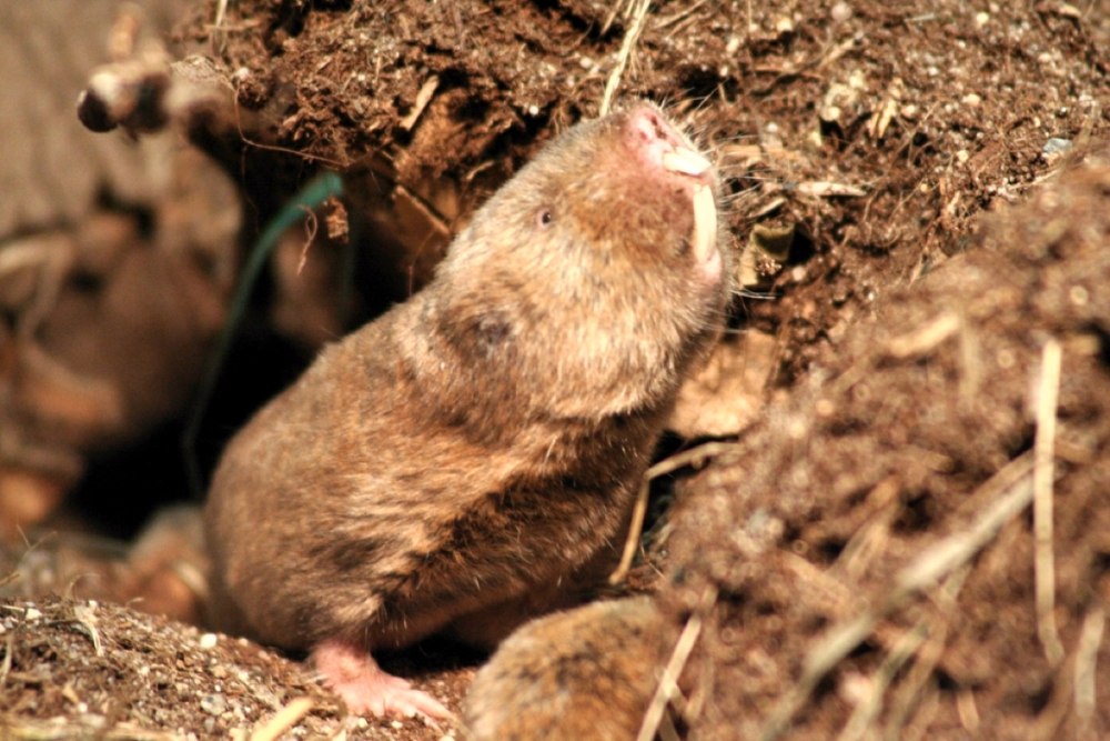 FUKOMYS anselli