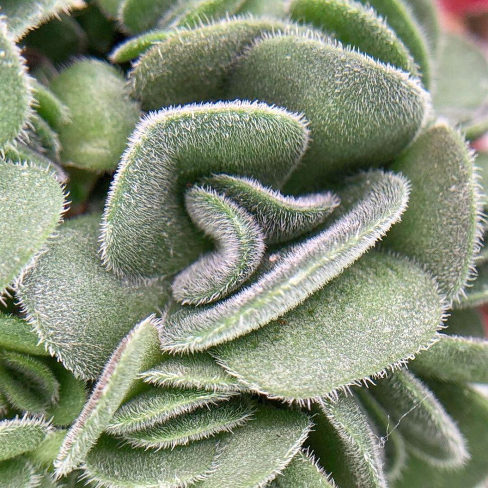 Крассула tomentosa