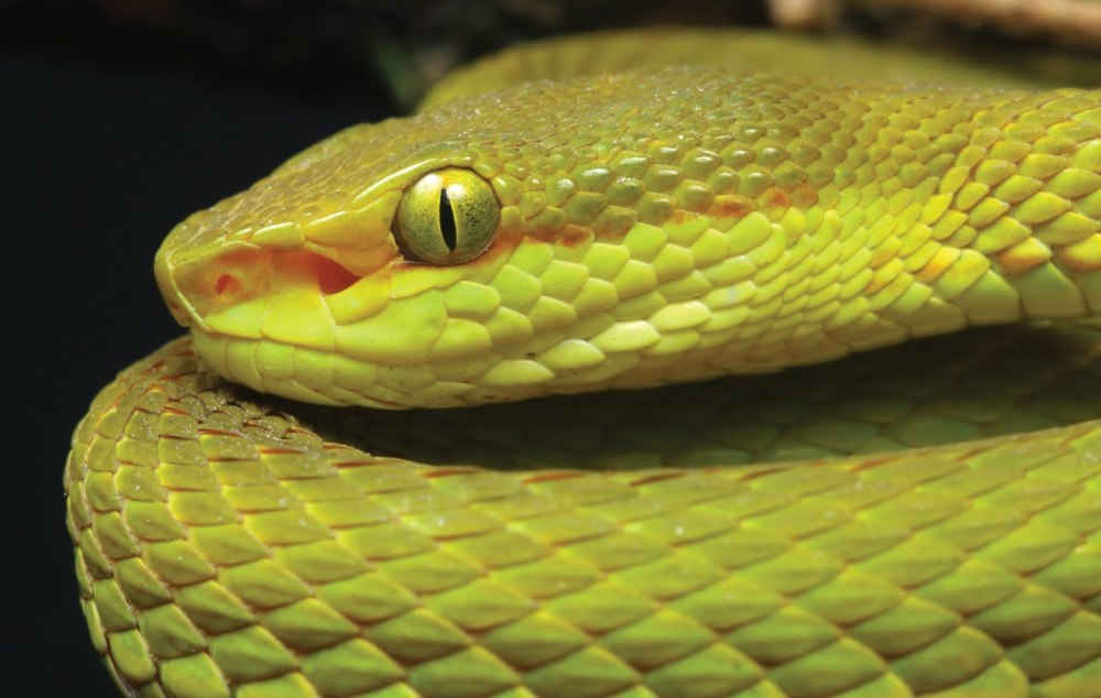 Trimeresurus Salazar змея
