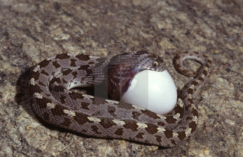 Африканская змея, питающаяся яйцом (Dasypeltis)