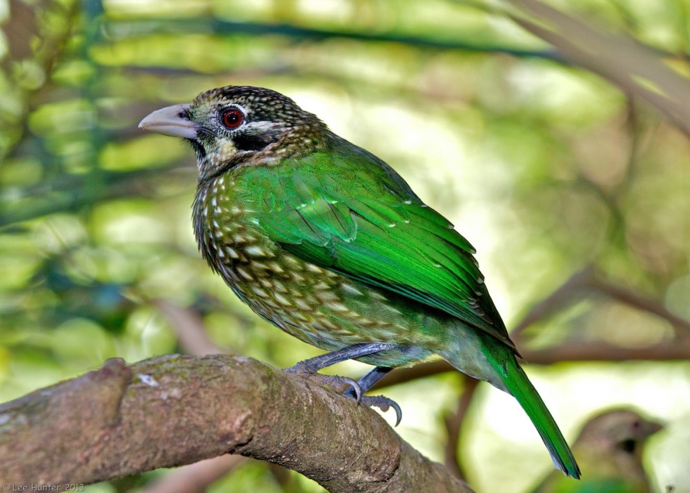 Green Catbird - (Ailuroedus crassirostris)