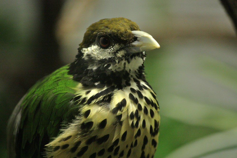 Ailuroedus astigmaticus